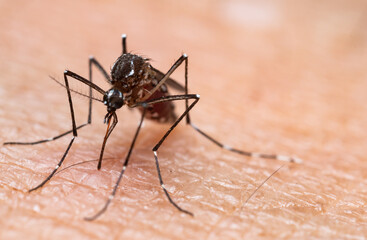 Aedes aegypti Mosquito. Close up a Mosquito sucking human blood,