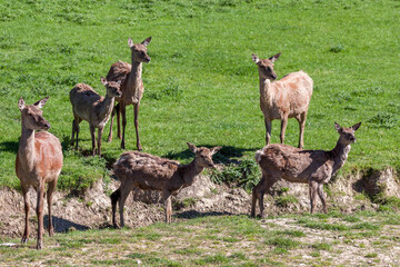 Naklejka na ściany i meble Herd of Red Deer (cervus elaphus)