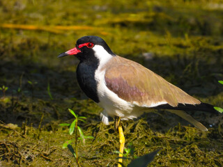Red-wattled lapwing