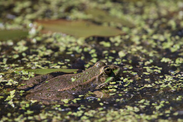 Close-up shot of a Marsh Frog (pelophylax ridibundus)
