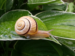 A large grape snail crawls on a hosta leaf wet after rain