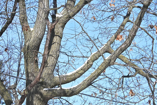 Snow On Tree Limbs