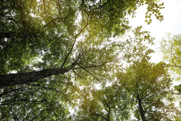 Trees with green leaves in forest, low angle view