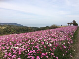 コスモス畑