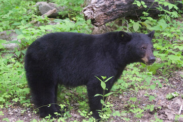 Wild Black Bears