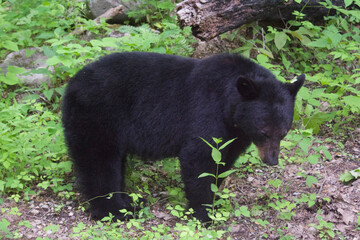 Wild Black Bears