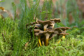 A group of edible Winter mushrooms, Craterellus tubaeformis growing on a mossy forest floor in a beautiful autumn light.