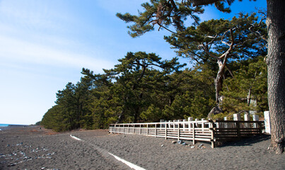 三保の松原、羽衣の松