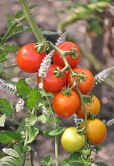 Twig of ripening Campari tomatoes in my the garden. Healthy, organic.