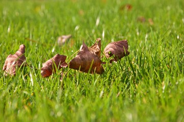 Suchy listek na tle pięknej zielonej trawy 
