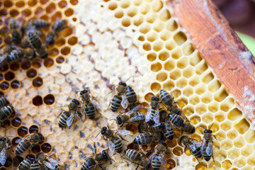 Frame with honeycomb close up, honeycomb full with honey and with bees on it, agriculture and  apiculture concept
