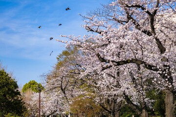 東京都墨田区 春の隅田公園