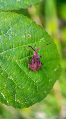 Shield bug on leaf