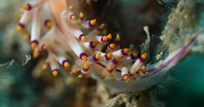 nudybranch underwater sea slug flabellina