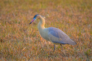 grey heron ardea cinerea