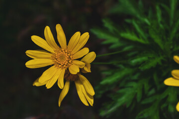 yellow flower in the garden