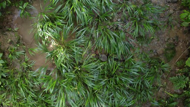 Top view of plants growing inside a small stream, a beautiful tropical background of a rainforest