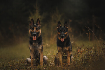 two dogs german shepherd sitting in the forest close-up autumn boke