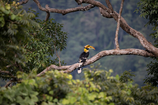 Beautiful Great Hornbill in rainforest nature and find lace as food