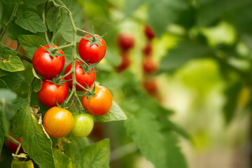 Tasty ripe cherry tomatoes inside a greenhouse