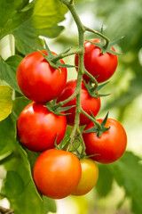 Branch of ripe homegrown tomatoes in greenhouse