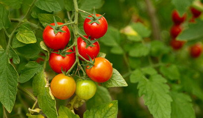 Ripe cherry tomatoes growing in a greenhouse
