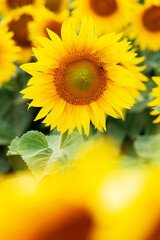 Obraz premium Sunflower flower in a field