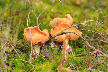 three mushrooms grow in the forest 