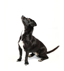 portrait from above of scrounger dog, asking for food, mixed breed canine with curiosity on isolated white background