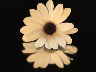 Margarita beautiful white flower petals natural beauty