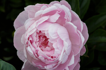Beautiful Susie Q double pink flower peony lactiflora in summer garden, close-up