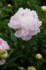 Beautiful Susie Q double pink flower peony lactiflora in summer garden, close-up © anatoliil