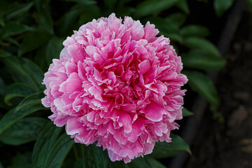 Obraz premium Beautiful Ensign Moriarty dark pink flower peony lactiflora in summer garden, close-up