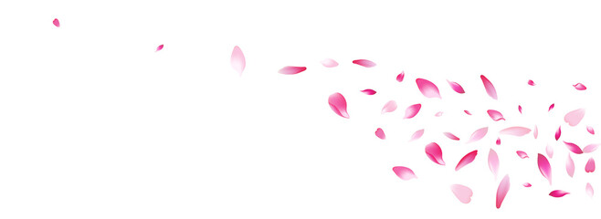 Pink Peach Petal Vector White Background.