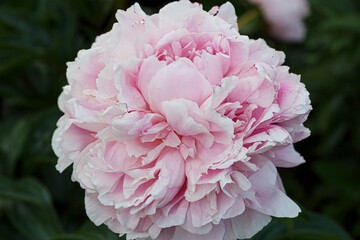 Beautiful President Taft  pale rose pink  flower peony lactiflora in summer garden, close-up