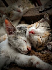cats during sleeping care for each other