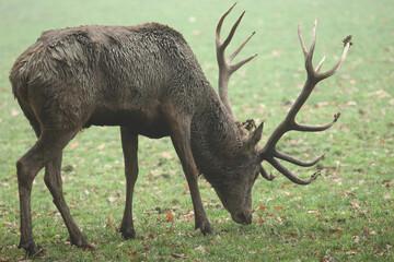 Cerf, Cervus elaphus