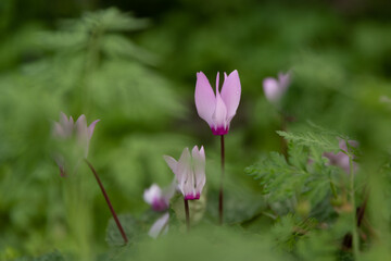 Beautiful wild Cyclamens growing near Kiryat Tivon in Northern Israel.
