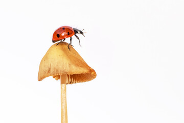 macro photo of a ladybug on a yellow mushroom on a white background. The background is in the style of minimalism. a screensaver for the phone, a postcard with insects. ladybug for the calendar © Julia Zemskaia