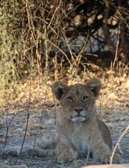 lion cub resting in the bushes 