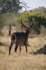 Waterbuck grazing in the african wildlife