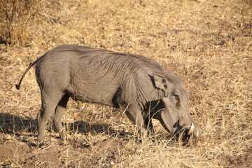 Warthog digging a hole in the african wild 