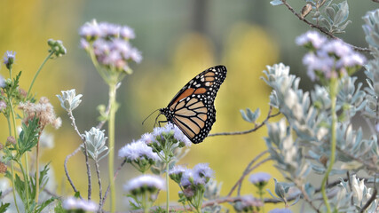 Bitterly, monarch butterfly.