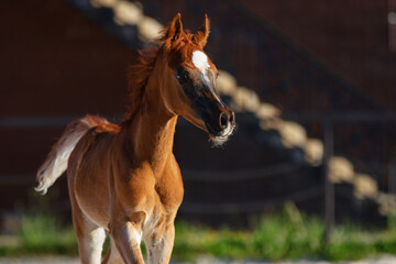 Young pretty arabian horse foal on dark background, portrait closeup
