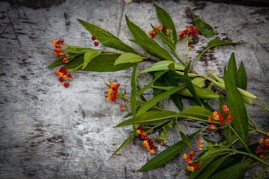 Tropical Milkweed for Monarch Caterpillars and Butterflies!