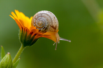 Close up of snail on yellow flower with green background in Israel
