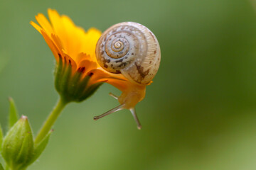 Close up of snail on yellow flower with green background in Israel
