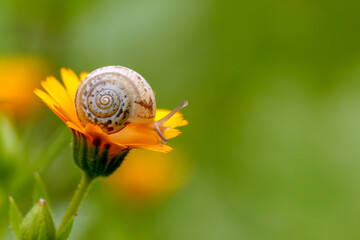Close up of snail on yellow flower with green background in Israel
