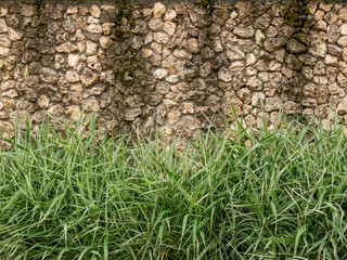 Green grass on the background of a wall made of natural stone.