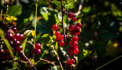 close up of red berries